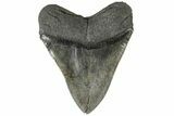 4.98" Fossil Megalodon Tooth - South Carolina - #203058-2